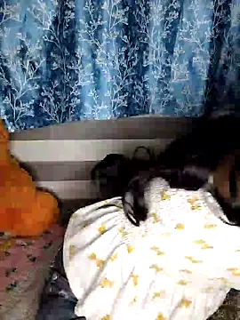pinki-rani1 online show from July 7, 5:17 pm