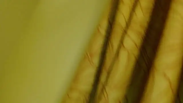 digbicku online show from October 12, 5:17 am