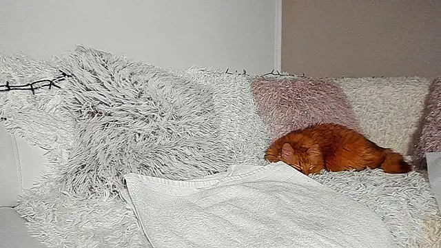 BrianaDiamondXXX online show from April 7, 7:14 pm