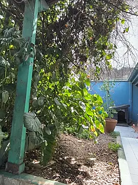 sofy alone online show from March 20, 5:18 pm