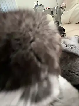 Furdale online show from March 3, 3:29 pm