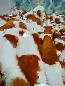 naghmi12 online show from April 16, 11:00 am