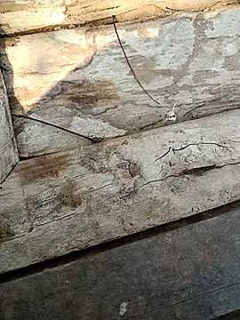 kummuduabbai online show from March 3, 9:26 am