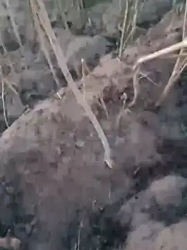 Snapshot of Sinewsex_pussylove chatting on March 25, 12:38 am Sinewsex pussylove online show from March 25, 12:38 am