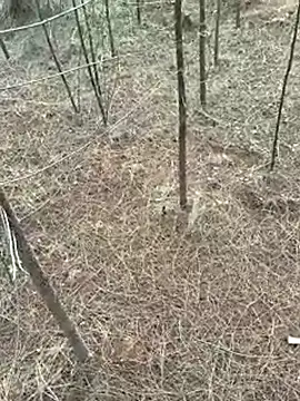 Gopal1243 online show from April 9, 1:16 am