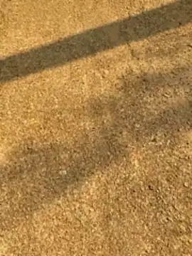 Gopal1243 online show from April 12, 2:27 am