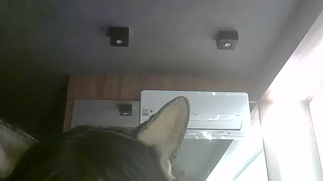 Snapshot of Skinny-Kitten chatting on July 6, 5:37 pm Skinny-Kitten online show from July 6, 5:37 pm