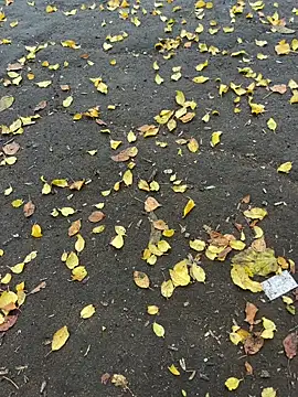 Snapshot of mihaixxx1 chatting on November 9, 11:08 am mihaixxx1 online show from November 9, 11:08 am